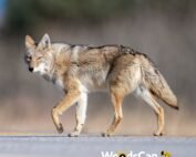 Will-an-air-horn-scare-off-coyotes-WoodsCan-Hornet-rechargeable-air-horn