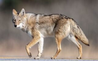 Will-an-air-horn-scare-off-coyotes-WoodsCan-Hornet-rechargeable-air-horn