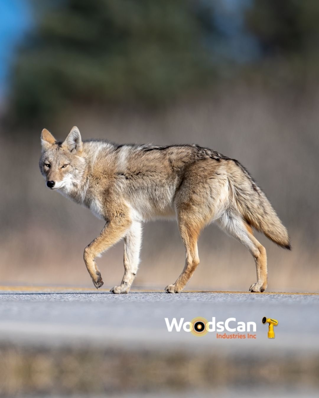 Will-an-air-horn-scare-off-coyotes-WoodsCan-Hornet-rechargeable-air-horn